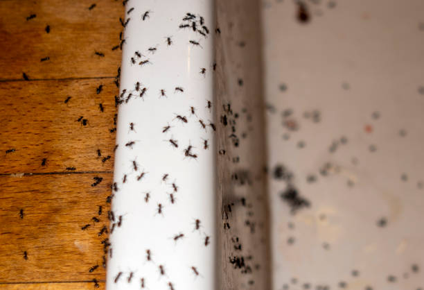 Best Cockroach Control Services  in West Bradenton, FL